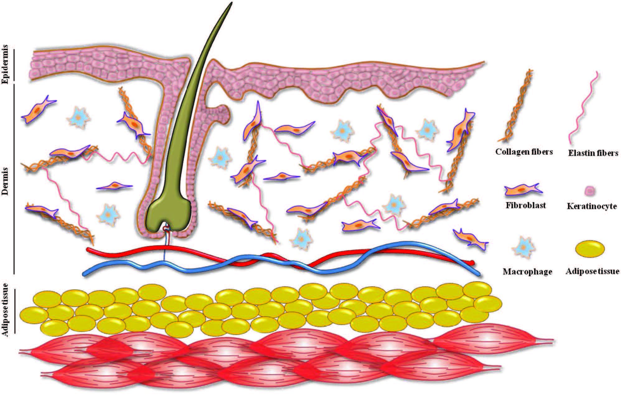 Biomaterials for Skin Substitutes